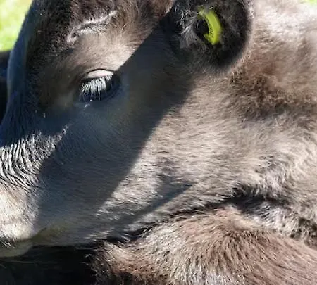 1 Sal Sovevaerelse Pa Landet Vakantieboerderij *